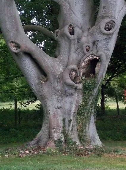 Жуткое дерево